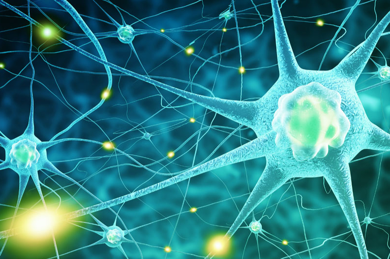 Science：神经回路有问题 合成蛋白来修复